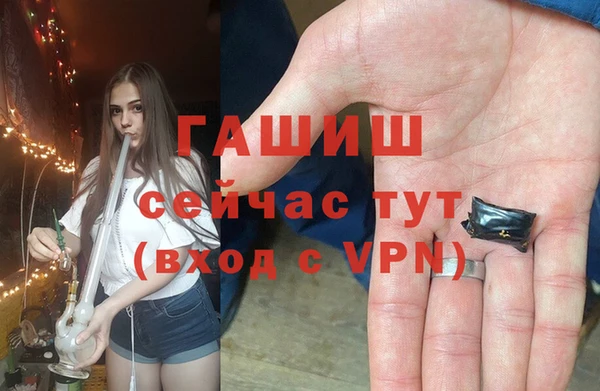 сатива Новозыбков
