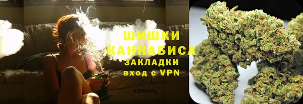 сатива Новозыбков